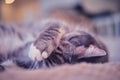 Portrait of a sleepy gray cat lying on a home sofa in the bedroom, close-up Royalty Free Stock Photo