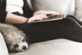 Portrait of a sleepy poodle puppy relaxing on the sofa - Young woman working on laptop while her puppy relaxes - love and Royalty Free Stock Photo