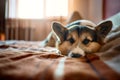 Portrait of sleepy Welsh Corgi dog, cute pet lying on bed at home.