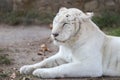 Portrait of sleepy white tiger Royalty Free Stock Photo