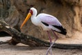 Portrait of a slender African Tantalus, yellow billed stork, walking on the sands of a rocky beach. Mycteria ibis