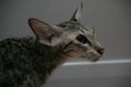 Portrait of a slender gray oriental shorthair cat with green eyes and large ears.