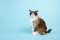 Portrait of slightly annoyed snowshoe cat sit isolated on blue