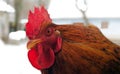 Portrait of a slim white rooster with a very big red comb, a cockscomb, in a chicken coop made of net, and a white ear lobes and