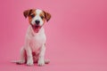 portrait of small adorable white and brown puppy smiling on pink background with copy space Royalty Free Stock Photo