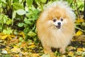 Portrait of small adult ginger fluffy Pomeranian spitz dog barking, howling, looking, calling for the owner. thoroughbred purebred