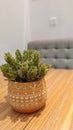 Portrait of Small Artificial Potted Plant on a Cafe Table