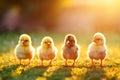 Portrait of small baby chickens on a green grass meadow, bright sunny day, sun beams at sunset, on a ranch in the village Royalty Free Stock Photo