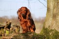 A portrait of a small beautiful red long haired teckel in the garden