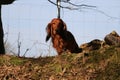 A portrait of a small beautiful red long haired teckel in the garden