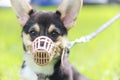 Portrait of A small black corgi puppy purebred in a muzzle mask and on a leash