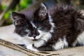 Portrait of small black and white kitten Royalty Free Stock Photo