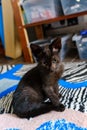 Portrait of small black and white kitty against white curtains