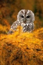 Portrait of small Boreal owl in the orange larch tree in central Europe