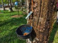Portrait of a small bowl used to collect rubber tree sap