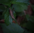 portrait of a small brown grasshopper on green leaf Royalty Free Stock Photo