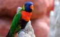 Portrait of a small colorful parrot sitting on a branch. Tropical bird, lory family. Red, blue, yellow and green colors. Close up Royalty Free Stock Photo