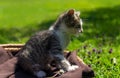 Portrait small cute kitty, cat sitting in wicker basket and brown textile with grass