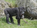 Portrait of small cute Western lowland gorilla infant baby, Gorilla gorilla eating or chewing twigs, grass and rock background Royalty Free Stock Photo