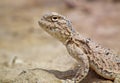 Phrynocephalus persicus , Persian toad-headed agama