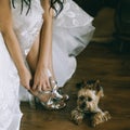 Portrait of a small dog breed Yorkshire Terrier lying on the floor at the feet of the bride Royalty Free Stock Photo