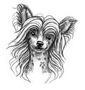 Portrait of a small dog, a Chinese crested puppy. Hand-drawn sketch with black and white pen, realistic vector