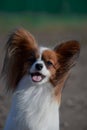 Portrait of a small dog of papillon breed, that spaniel continental.