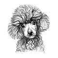 Portrait of a small dog, poodle puppy. Hand-drawn sketch with black and white pen, realistic vector illustration.