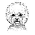 Portrait of a small dog, a puppy curly lapdog Bichon Frise. Hand-drawn sketch with black and white pen, realistic vector