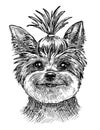 Portrait of a small dog, a Yorkshire Terrier puppy. Sketch by hand with a black and white pen, vector illustration. Royalty Free Stock Photo