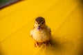 A portrait of a small duckling standing on a yellow background and looking at the camera Royalty Free Stock Photo