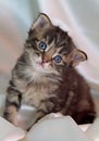 A portrait of a small few weeks old kitten Royalty Free Stock Photo