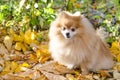 Portrait of a small fluffy ginger Pomeranian spitz. looks at the camera, waiting for the owner