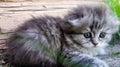 Portrait of a small, fluffy, gray kitten lying in nature. Calendar for the new year, the year of the cat and the rabbit