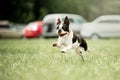 portrait of Small french bull dog run on grass. green forest on background
