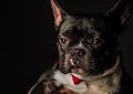 Portrait of a small french bulldog wearing red bow tie