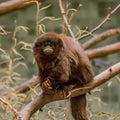 Portrait of small funny hairy monkey on the tree