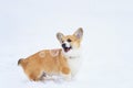 small funny red-haired corgi puppy walks in deep white snowdrifts in winter and catches soap bubbles