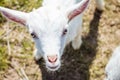 Portrait of a small goat in warm colors. A beautiful and sweet animal. Golden eyes. Beggar.