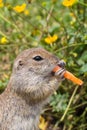 Portrait of a small gray ground squirrel ( Sciuridae