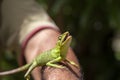 Portrait of a small green iguana on a man hand on a tropical island of Bali, Indonesia. Close up, macro Royalty Free Stock Photo