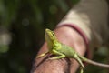 Portrait of a small green iguana on a man hand on a tropical island of Bali, Indonesia. Close up, macro Royalty Free Stock Photo