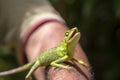 Portrait of a small green iguana on a man hand on a tropical island of Bali, Indonesia. Closeup, macro Royalty Free Stock Photo