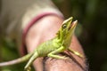 Portrait of a small green iguana on a man hand on a tropical island of Bali, Indonesia. Closeup, macro Royalty Free Stock Photo