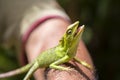 Portrait of a small green iguana on a man hand on a tropical island of Bali, Indonesia. Closeup, macro Royalty Free Stock Photo