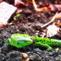 Portrait of a Small green lizard on the ground Royalty Free Stock Photo
