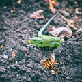 Portrait of a Small green lizard on the ground Royalty Free Stock Photo