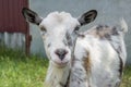 Portrait of a small grey nanny-goat in the yard