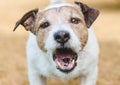 Portrait of small Jack Russell Terrier dog barking aggressively outdoor Royalty Free Stock Photo