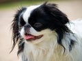 Portrait of small japanese chin puppy Royalty Free Stock Photo